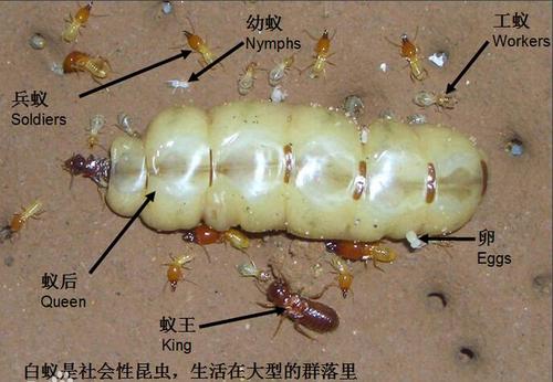 白蚁的一些生活特性