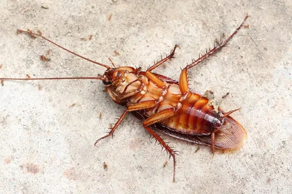 What should I do if there are cockroaches at home and they can be eradicated?